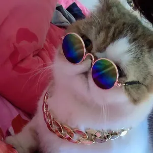 Primo piano di un gatto con mini occhiali da sole riflettenti e catena d'oro
