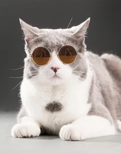 Primo piano di occhiali da sole rotondi dorati indossati da un gatto grigio e bianco.