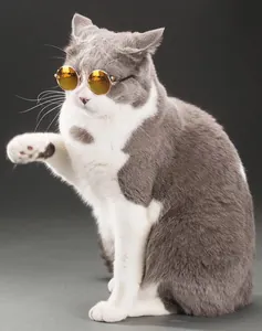 Vista dettagliata di un gatto grigio con piccoli occhiali da sole rotondi dorati per animali
