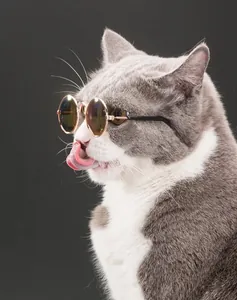 Vista laterale di un gatto che indossa occhiali da sole rotondi dorati per animali.