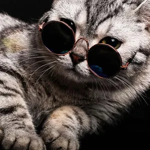 Primo piano di un gatto alla moda con mini occhiali da sole tondi per animali domestici.