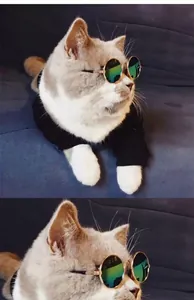 Primo piano di un gatto che indossa occhiali da sole verdi tondi polarizzati per animali