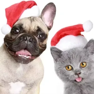 Close-up of a French Bulldog and kitten wearing red plush pet Christmas hats for holidays
