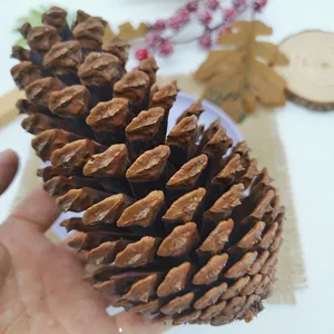 Large decorative dried pinecone for Christmas festive floral holiday arrangements