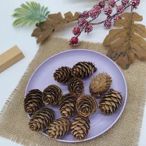 Macro view of several natural larch pine cones on a purple decorative plate