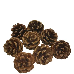 Set of natural dried brown pine cones for rustic holiday decorations and DIY crafts