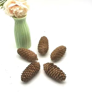 Five natural dried spruce pine cones arranged for Christmas wreath DIY and home decor