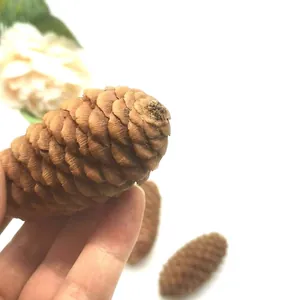 Natural brown spruce pine cones for rustic Christmas decor and DIY wreath crafts