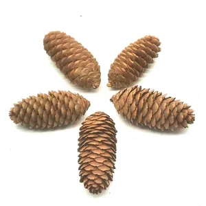 Natural brown spruce pine cones for Christmas DIY ornaments and floral wreath decorations