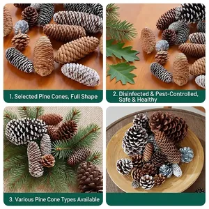 Assortimento di pigne naturali per decorazioni natalizie e ghirlande DIY