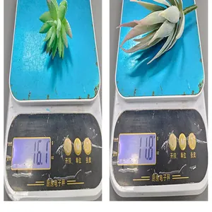 Detalle de suculentas artificiales en una balanza con pesos de 16,1g y 11,8g