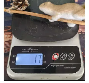 Primo piano di un leggero scoiattolo di Natale in schiuma da 17g su una bilancia