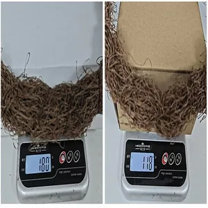 Detail zeigt braunes getrocknetes Rebenmaterial, gewogen auf einer Waage bei 100g.