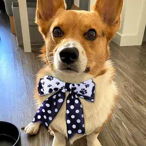 Fiocco decorativo per animali con impronte di zampe e pois per piccoli cani e gatti