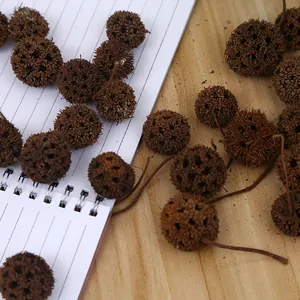 Natural dried prickly seed pods for DIY floral crafts and rustic Christmas decor props.