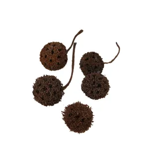 Natural dried liquidambar sweetgum balls for Christmas DIY crafts and tree decor