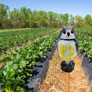 Realistic plastic owl decoy with rotating head placed in a strawberry field to deter birds