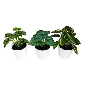 Set di 3 piccole piante grasse artificiali da interno con vasi bianchi moderni