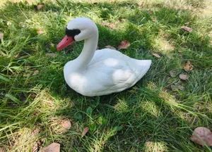 Lifelike white swan garden statue decoration placed on natural green lawn grass area