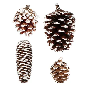 Natuurlijke witte dennenappels voor kerst knutselen en kransdecoraties maken