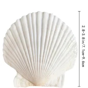 Detailopname van een natuurlijke witte sint-jakobsschelp voor doe-het-zelf-creaties en hobby