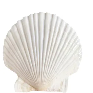 Natuurlijke grote witte sint-jakobsschelp voor doe-het-zelf klussen en decoratie