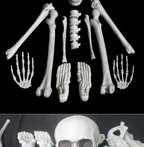 Detailed close-up of 28-piece life-size plastic human skeleton bone set for Halloween