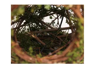 Detailed texture of natural rattan bird's nest with green moss for Easter decor