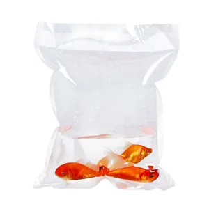 Transparent oxygenated plastic bag for live fish transport shown with three goldfishes