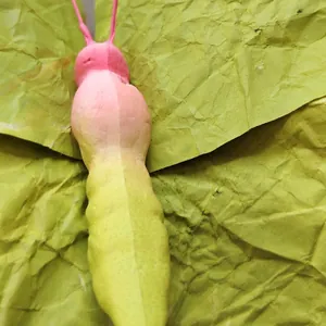 Gros plan du corps d'un papillon en papier fait main avec dégradé rose et jaune
