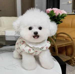 Close-up of white floral pet coat with delicate lace collar on a small white dog.