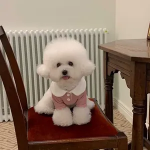 Linda camiseta rosa de otoño para mascotas con cuello Peter Pan blanco en un perro blanco.