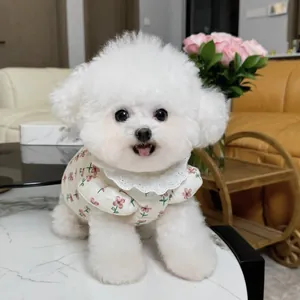 Floral pattern cotton pet coat with lace collar worn by a cute white Bichon Frise