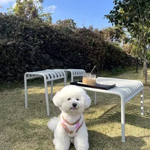 Nahaufnahme eines weißen Bichon Frise mit warmer rosa-weiß gemusterter Weste im Park