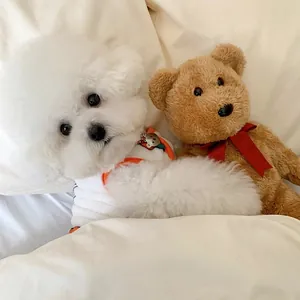 Chaleco de forro polar blanco con ribete naranja para perros pequeños descansando en una cama