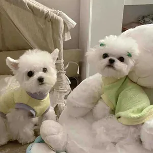 Twee schattige kleine witte honden in ademende pastelgroene en gele zomerse huisdier vestjes