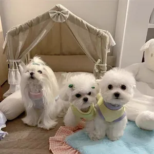 Drie kleine witte honden met pastelkleurige zomervesten in een gezellige binnentent.