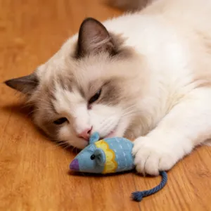 Primo piano di un gatto che gioca con un topo di peluche blu sul pavimento