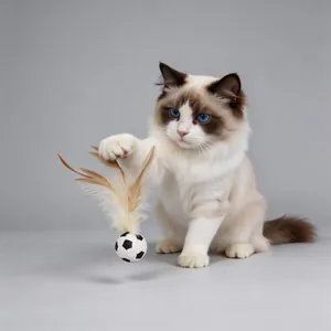 Interactive feather ball cat toy soccer design being played with by a cute Ragdoll cat