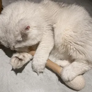 Detail view of 30cm giant wool cotton swab toy being hugged and bitten by a fluffy white cat