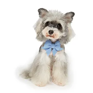 Close-up of a gray and white small dog wearing a stylish light blue fabric bow tie.