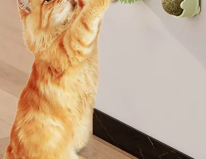 Nahaufnahme einer Katze, die an einem Katzenminze-Ball leckt.