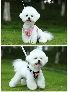 Close-up of breathable mesh dog harness in pink and black shown on a Bichon Frise.