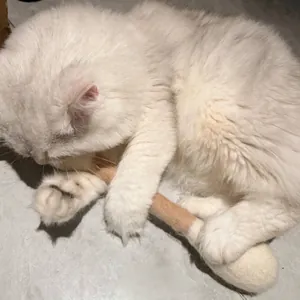 30cm pure wool giant cotton swab shaped cat toy for biting and chewing exercise play
