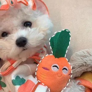 Cute smiling carrot plush squeaky toy for puppies and small dogs in a cozy home setting