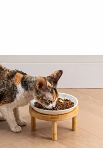 Vue détaillée d'un chat mangeant dans un bol en céramique de 6 pouces sur support bois