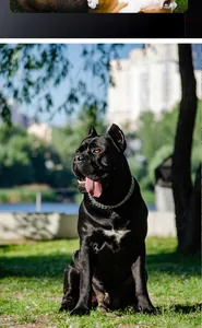 Close-up of a 201 stainless steel P-chain dog collar on a black dog in a park