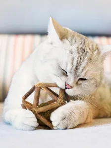 Close-up of a cat playing with a natural silvervine and catnip lattice ball toy for molar health