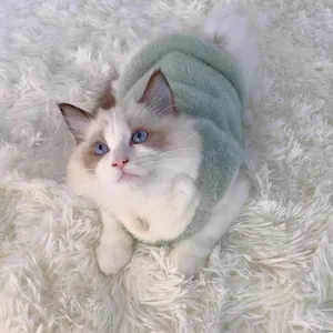 Gilet en peluche vert clair pour chat sur un ragdoll mignon sur un tapis blanc moelleux