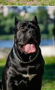 Close-up detail of a heavy-duty stainless steel P-chain dog collar on a large black dog